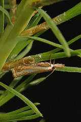Crambus saltuellus