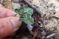 Kedrostis nana