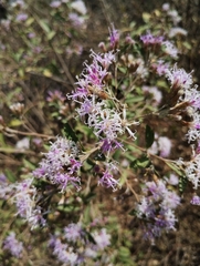 Vernonanthura squamulosa