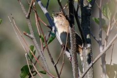 Locustella luscinioides