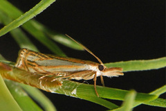 Crambus saltuellus