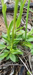 Pterostylis plumosa