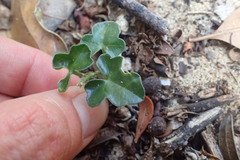 Kedrostis nana