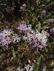 Vernonanthura squamulosa