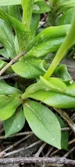 Pterostylis plumosa