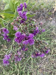 Vernonia baldwinii