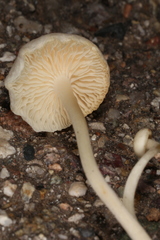 Lactocollybia