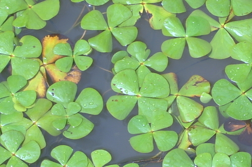 Marsilea macrocarpa image