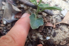 Kedrostis nana
