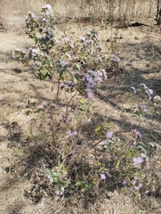 Vernonanthura squamulosa