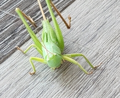 Neoconocephalus ensiger