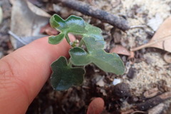 Kedrostis nana