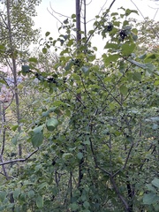Rhamneae