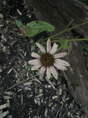 Echinacea