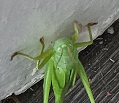 Neoconocephalus ensiger