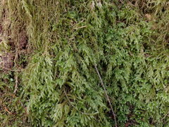 Pseudisothecium stoloniferum