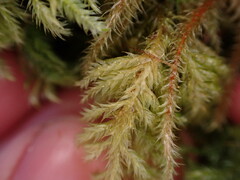 Stereodon subimponens