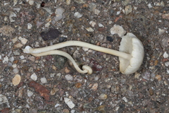 Lactocollybia