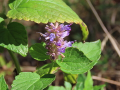 Agastache foeniculum