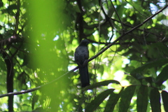 Trogon melanocephalus