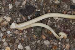 Lactocollybia