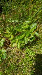 Angelica lucida