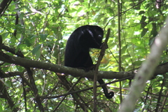 Alouatta pigra