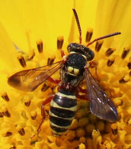 Texas Nomad Bee photo 4