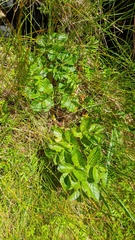 Angelica lucida