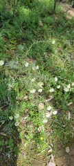 Pimelea stricta