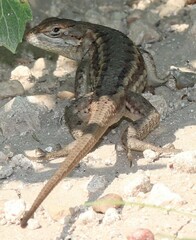 Sceloporus consobrinus