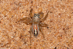 Freyina