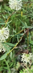 Pimelea stricta