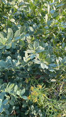 Baptisia