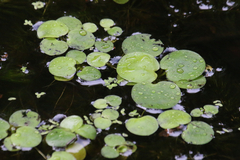 Limnobium laevigatum