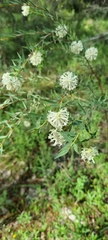 Pimelea stricta