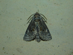 Cossinae