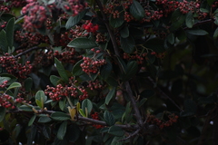 Cotoneaster coriaceus