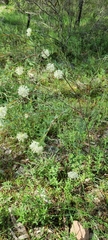 Pimelea stricta