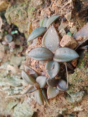 Lenophyllum acutifolium