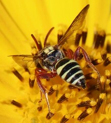 Nomada texana