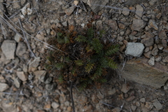 Acaena pinnatifida californica