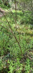 Pimelea stricta