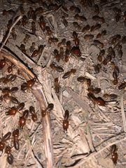 Syntermes molestus
