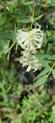 Pimelea stricta