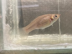 Poecilia latipinna