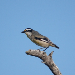 Pardalotus striatus