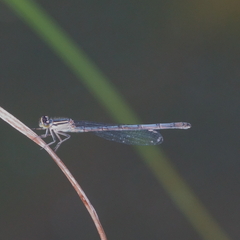 Ischnura heterosticta
