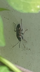 Rhyparochromus vulgaris