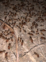 Syntermes molestus